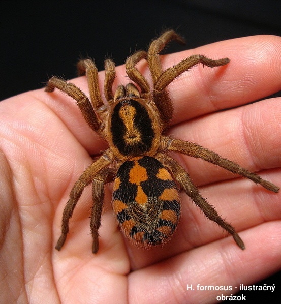 Vtáčkare, tarantuly, pavúky - 5