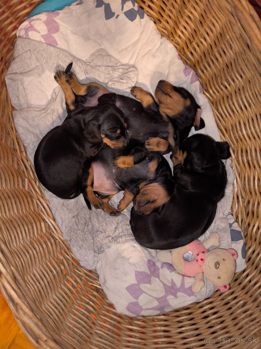 Trpasliči jazvečík - 5