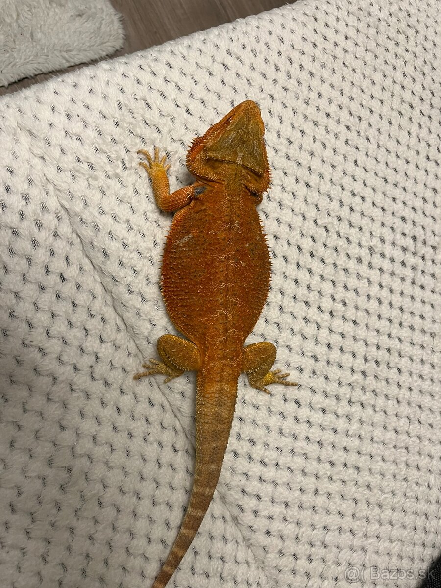 Agama bradatá + terárium - 5