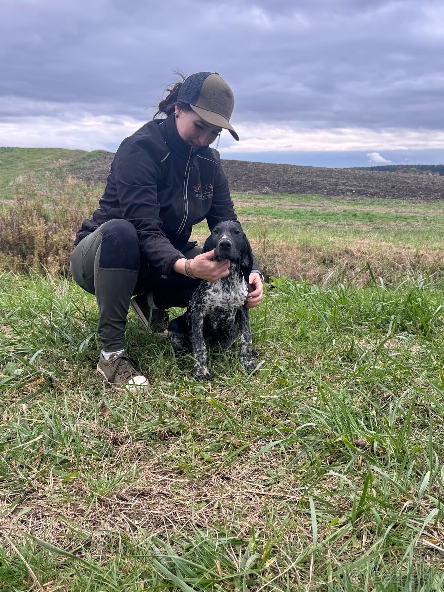 Německý krátkosrstý ohař - 5