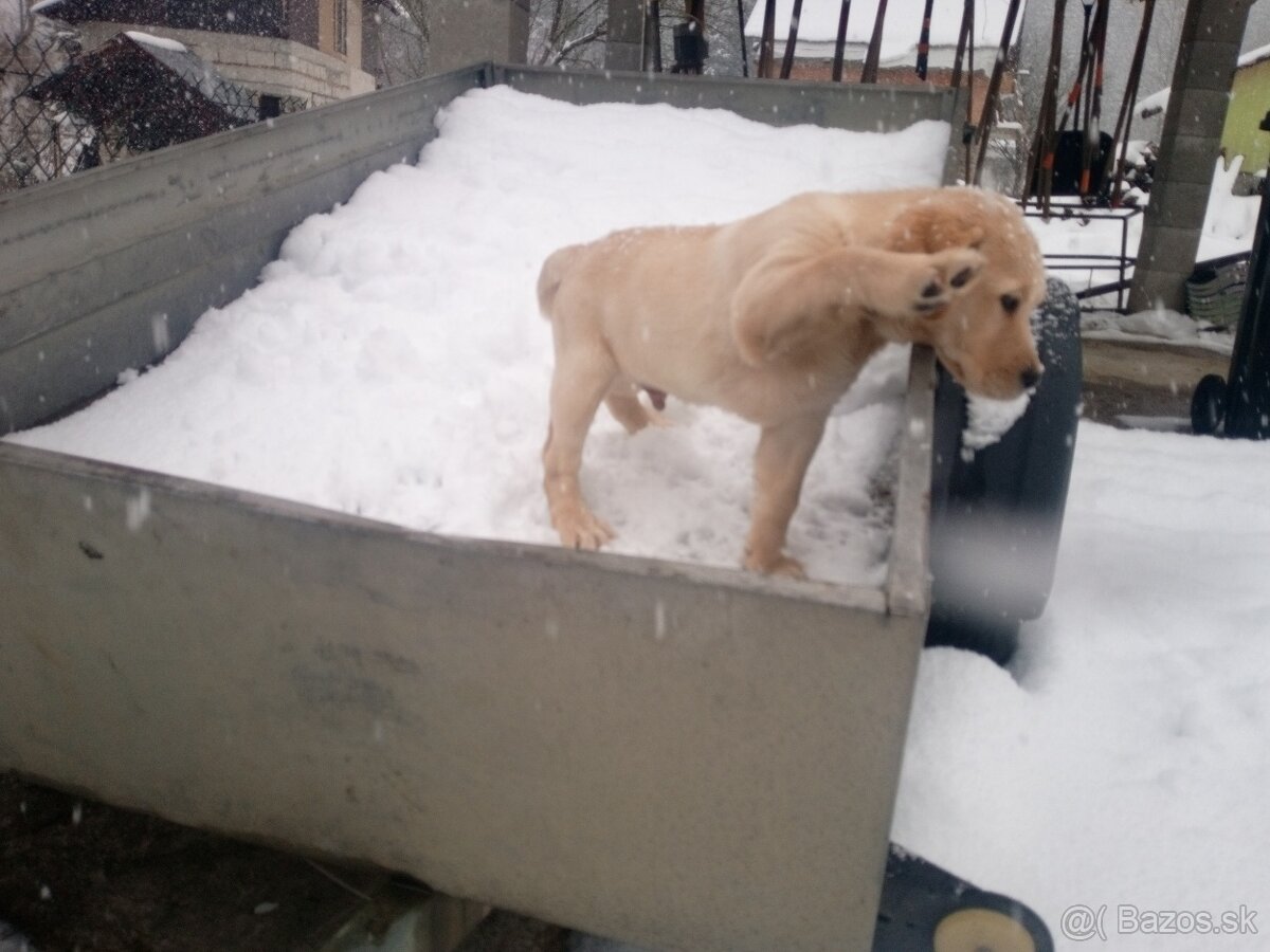 Labrador retriever - 5