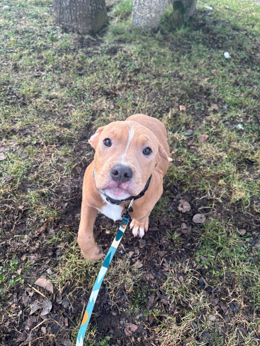 Americký stafordsirsky terier, Stafford, amstaf - 5