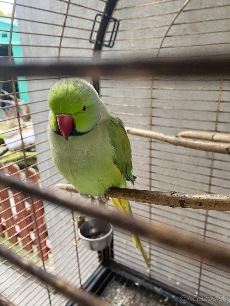 Alexander malý Samec (rozprávajúci) + klietka - 5