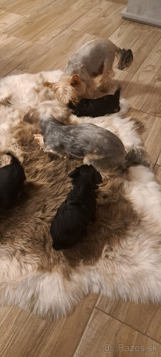 Yorkshirsky terier - 5