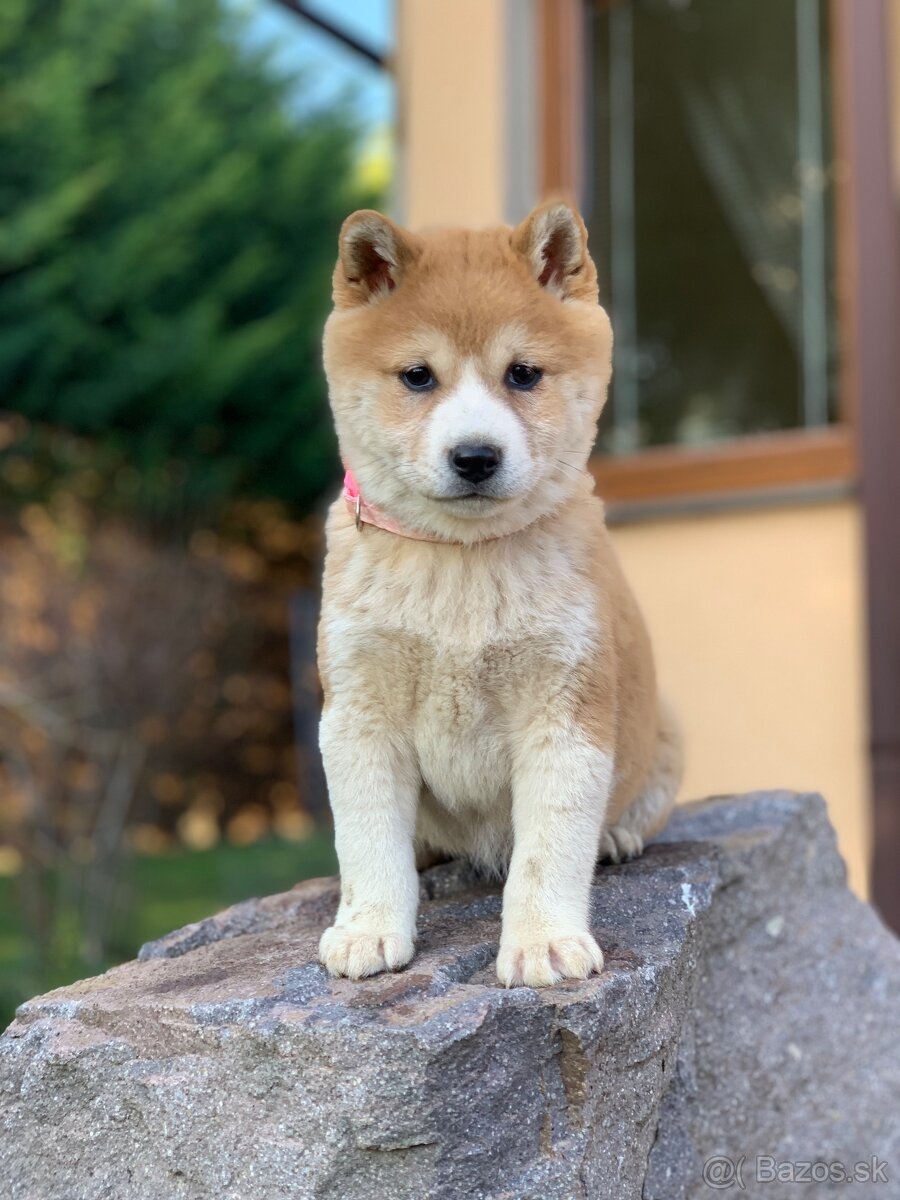 Shiba inu - 5