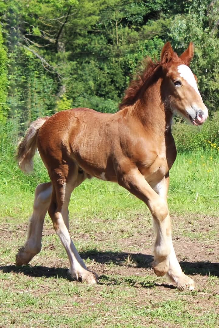 Drum horse hřebec - 5