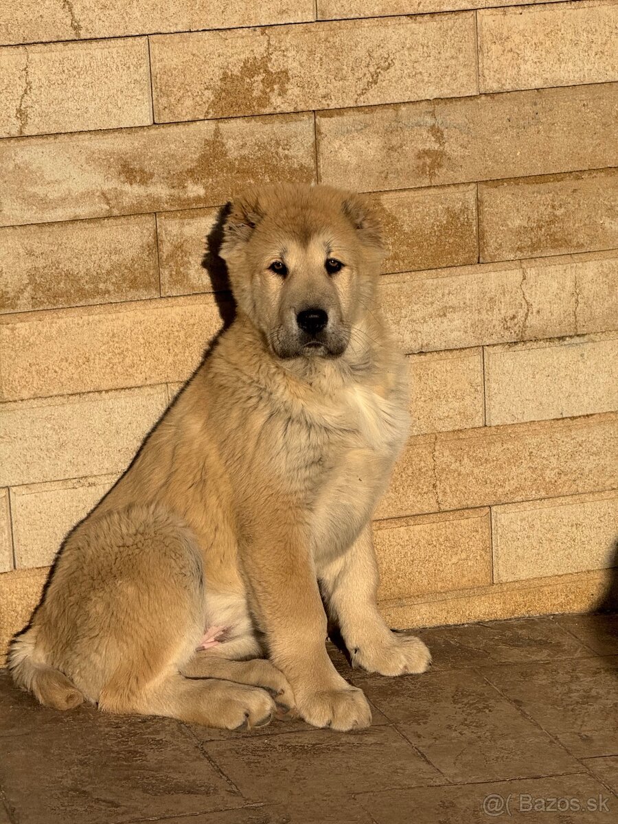 Stredoázijský ovčiak SAO - 5