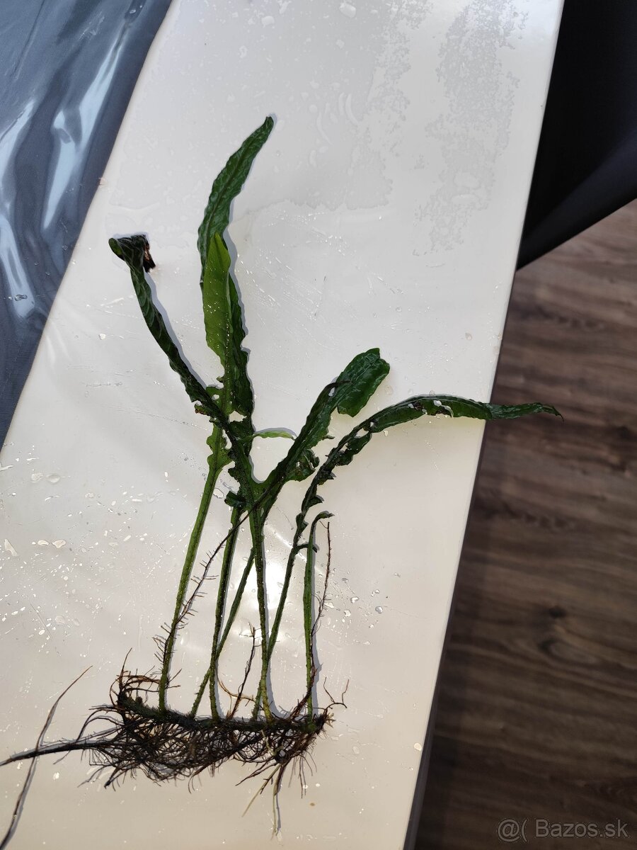 Akvarijné rastliny - 5