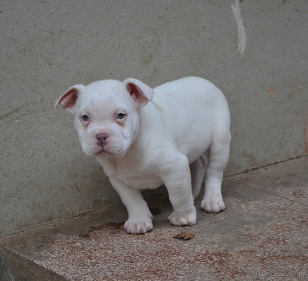 American bully pocket/ standard - 5