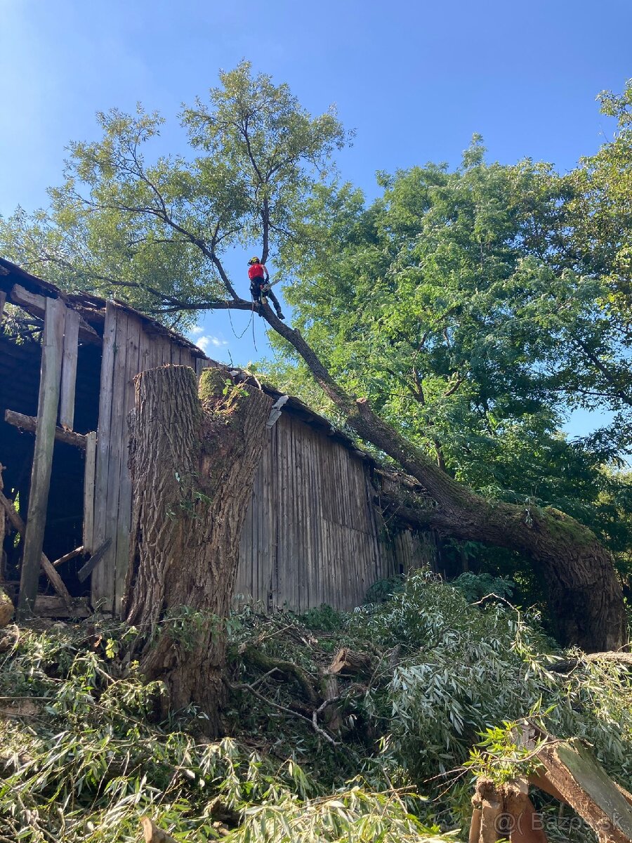 Výrub a rez stromov EastArbor - 5