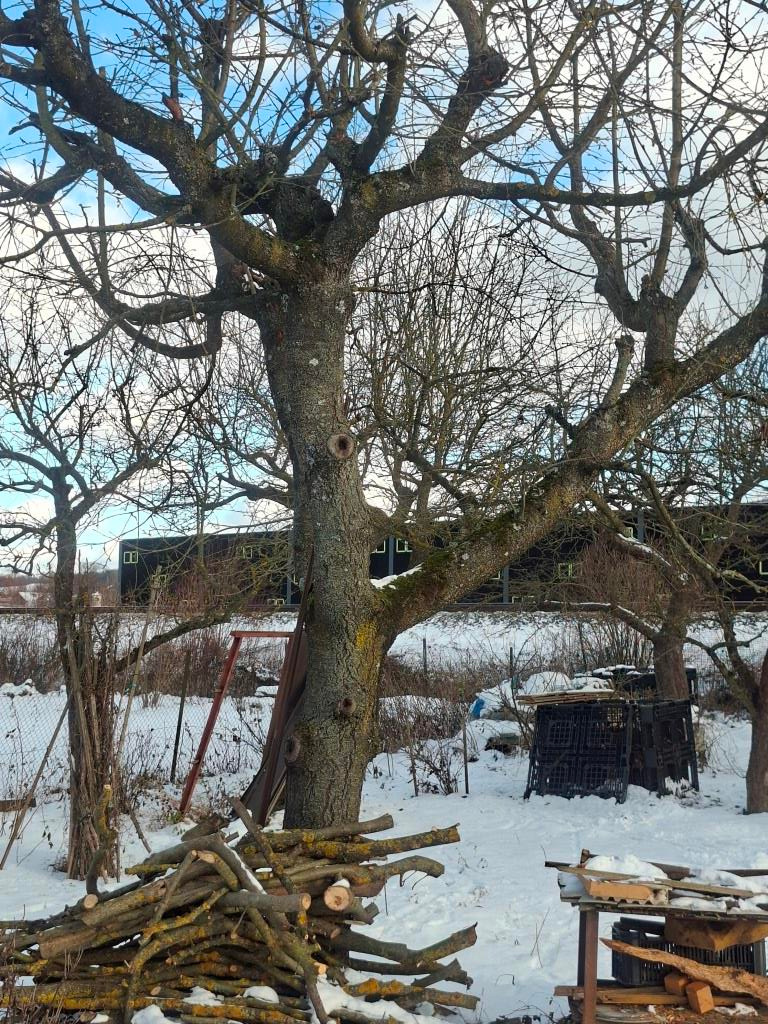 Čerešňové drevo - 5