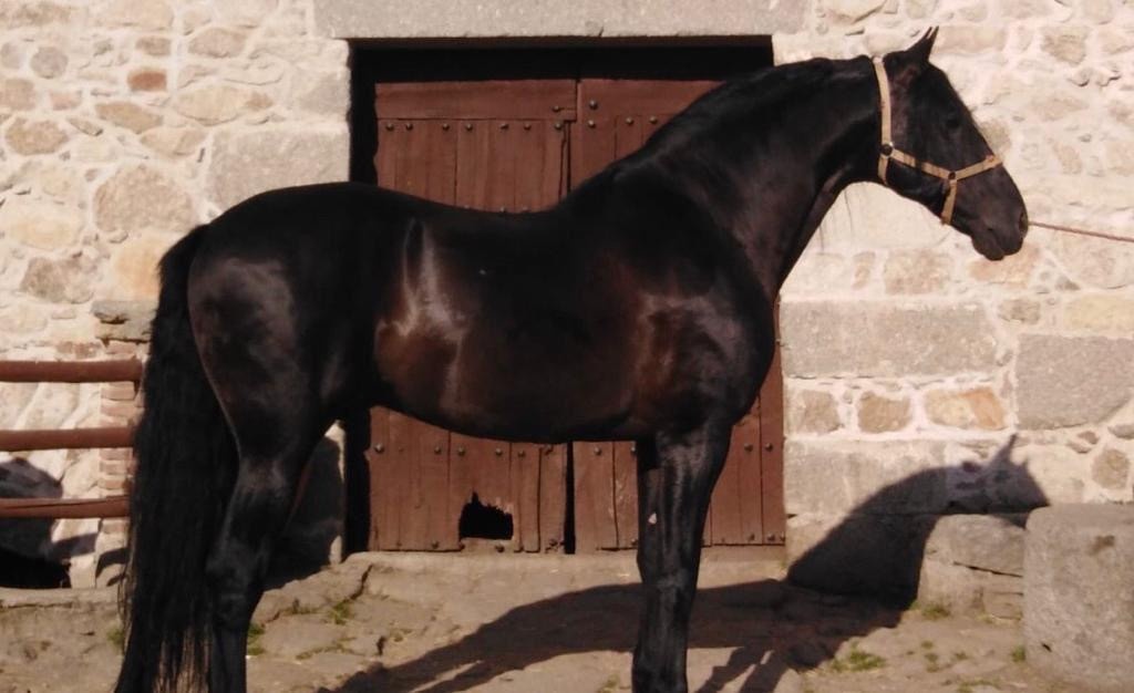 Čierny andalúzsky PRE v Poľsku, valach - 5