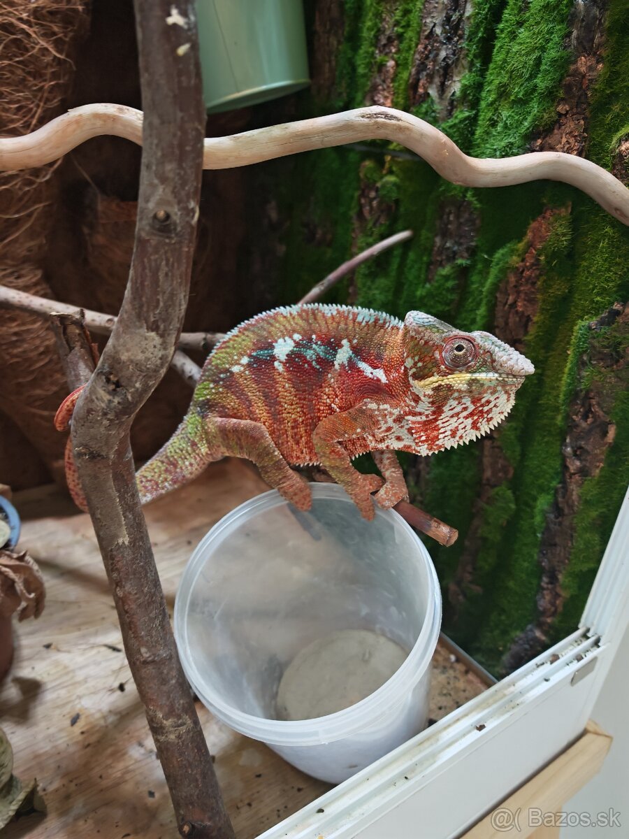 Chameleón pardali - 5