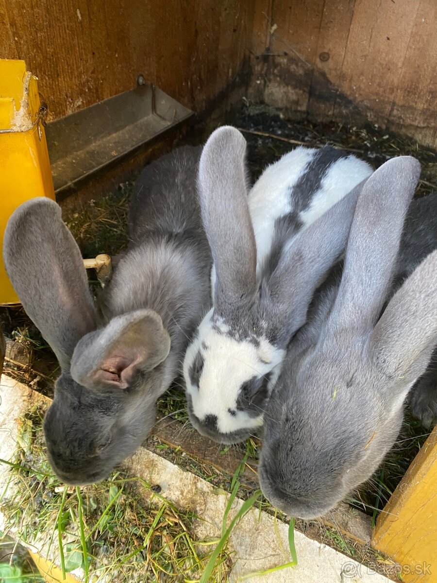 Predám zajacov - 5