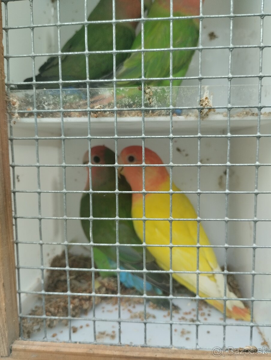 agapornis ružovohrdlý - 5