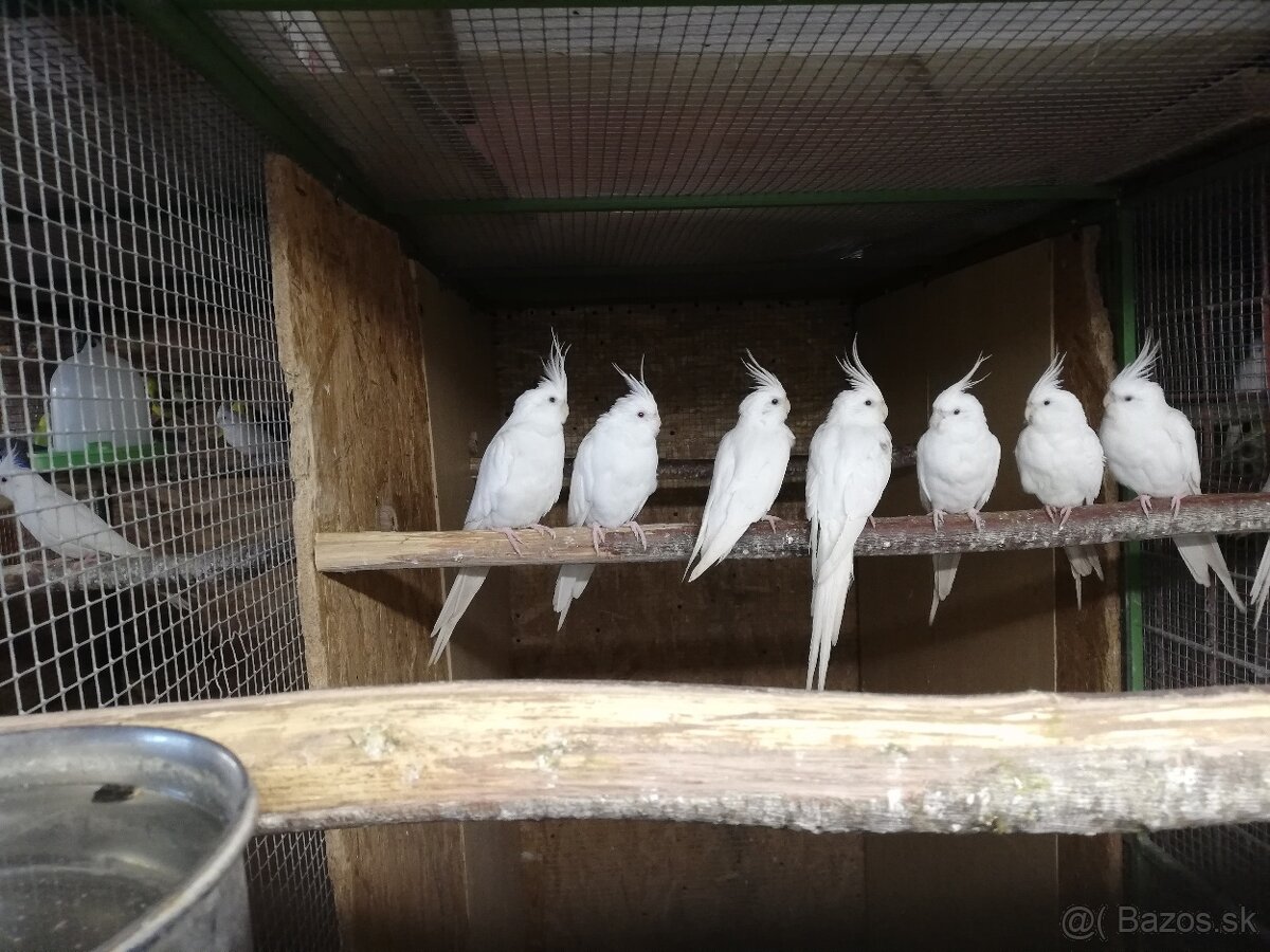 Korely albino biele - 5