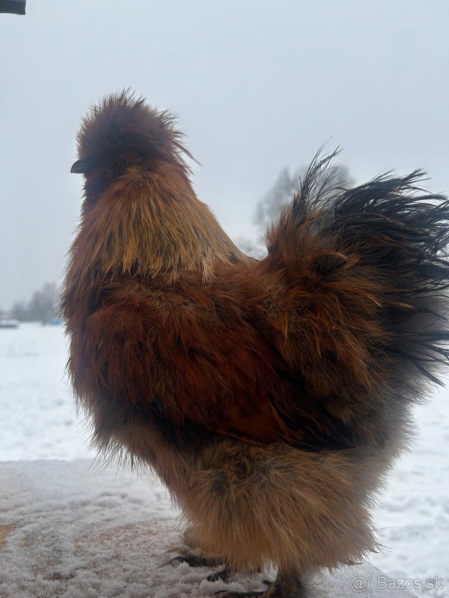 Kohút hodvabničky (Silkie) - 5