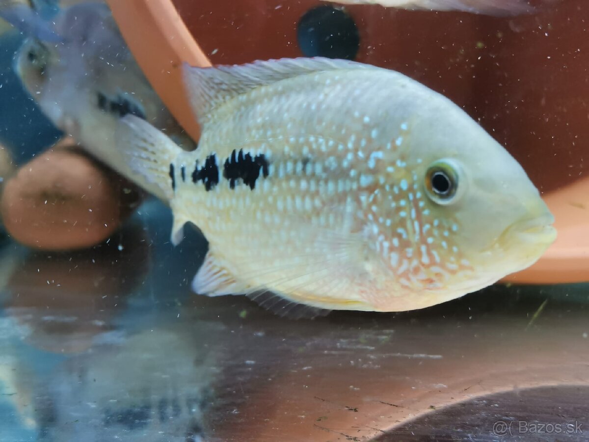 Super Red Texas 🔥 - 5