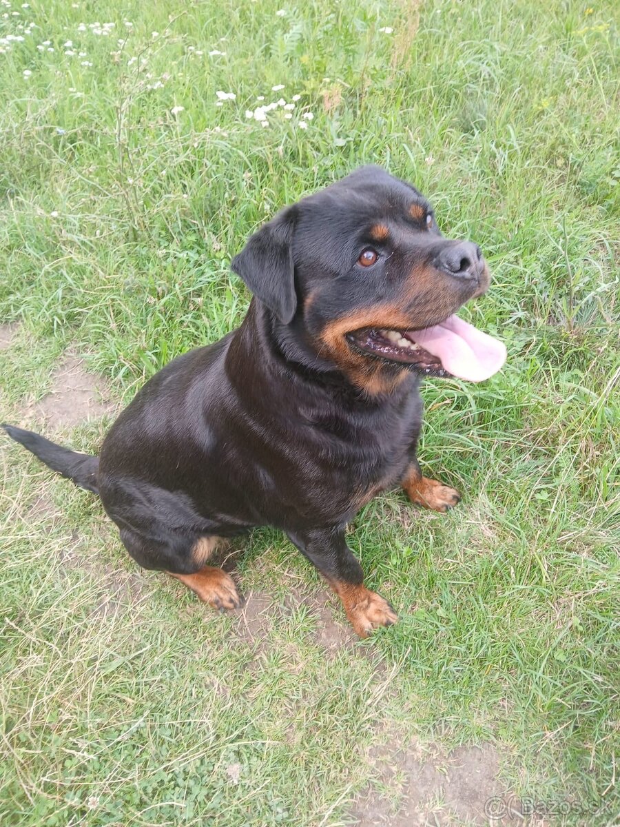 Rottweiler, rotvajler, rtw - 5
