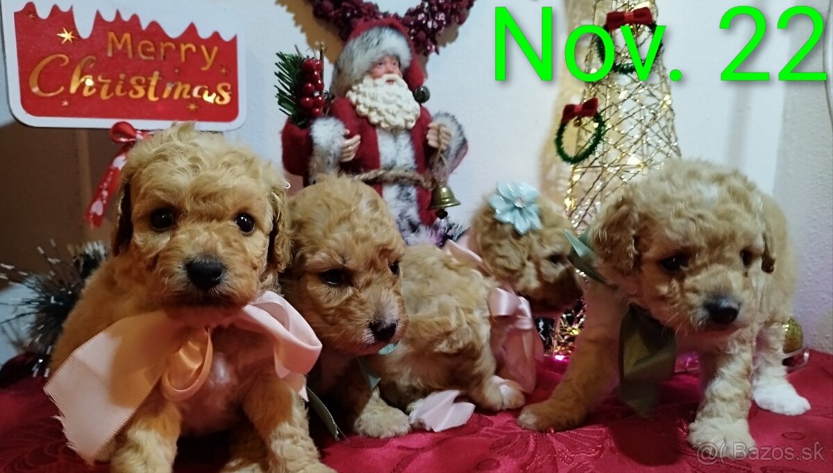 Toy Pudel - Apricot - 5