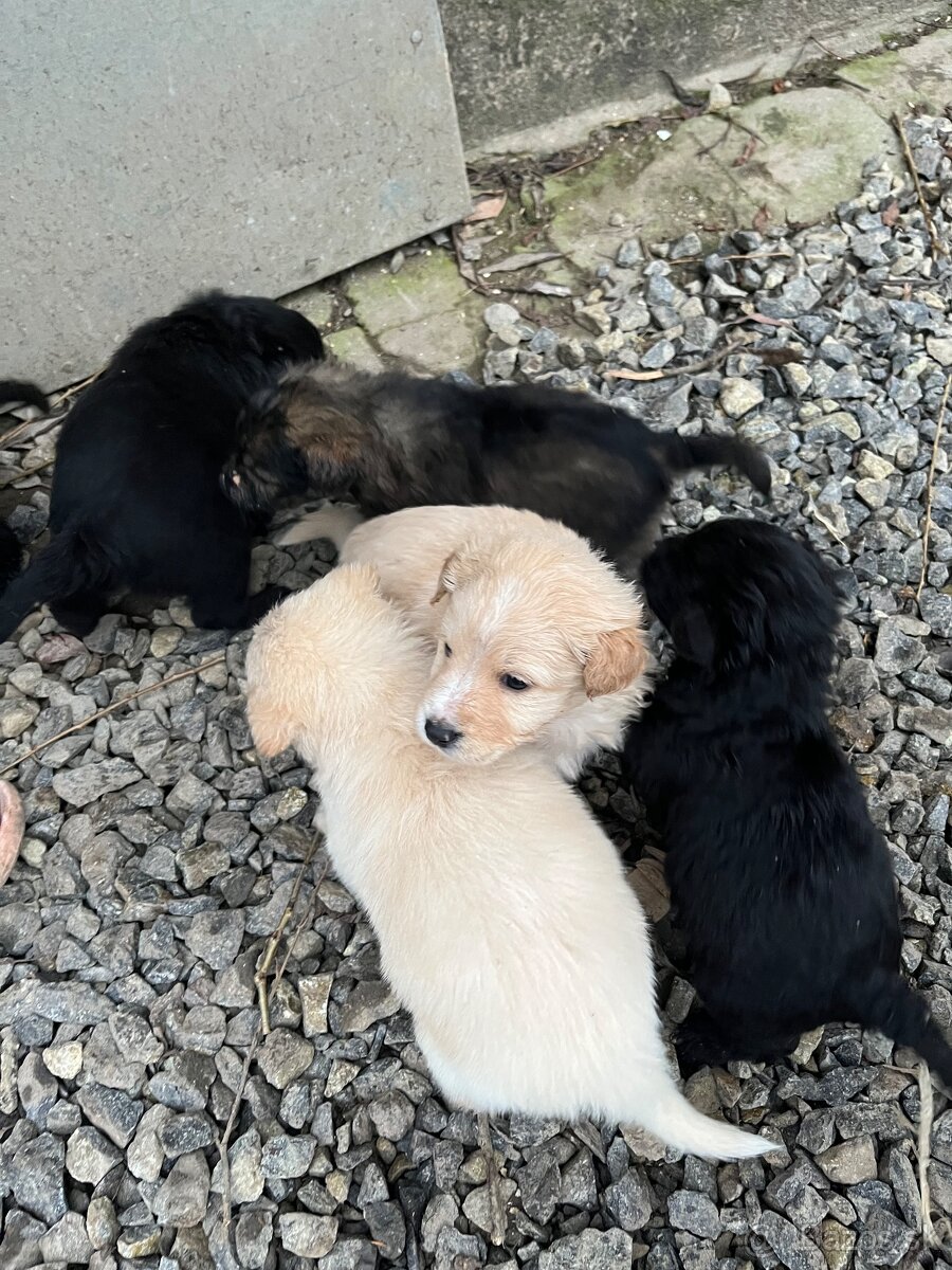 Darujem šteniatka - 5