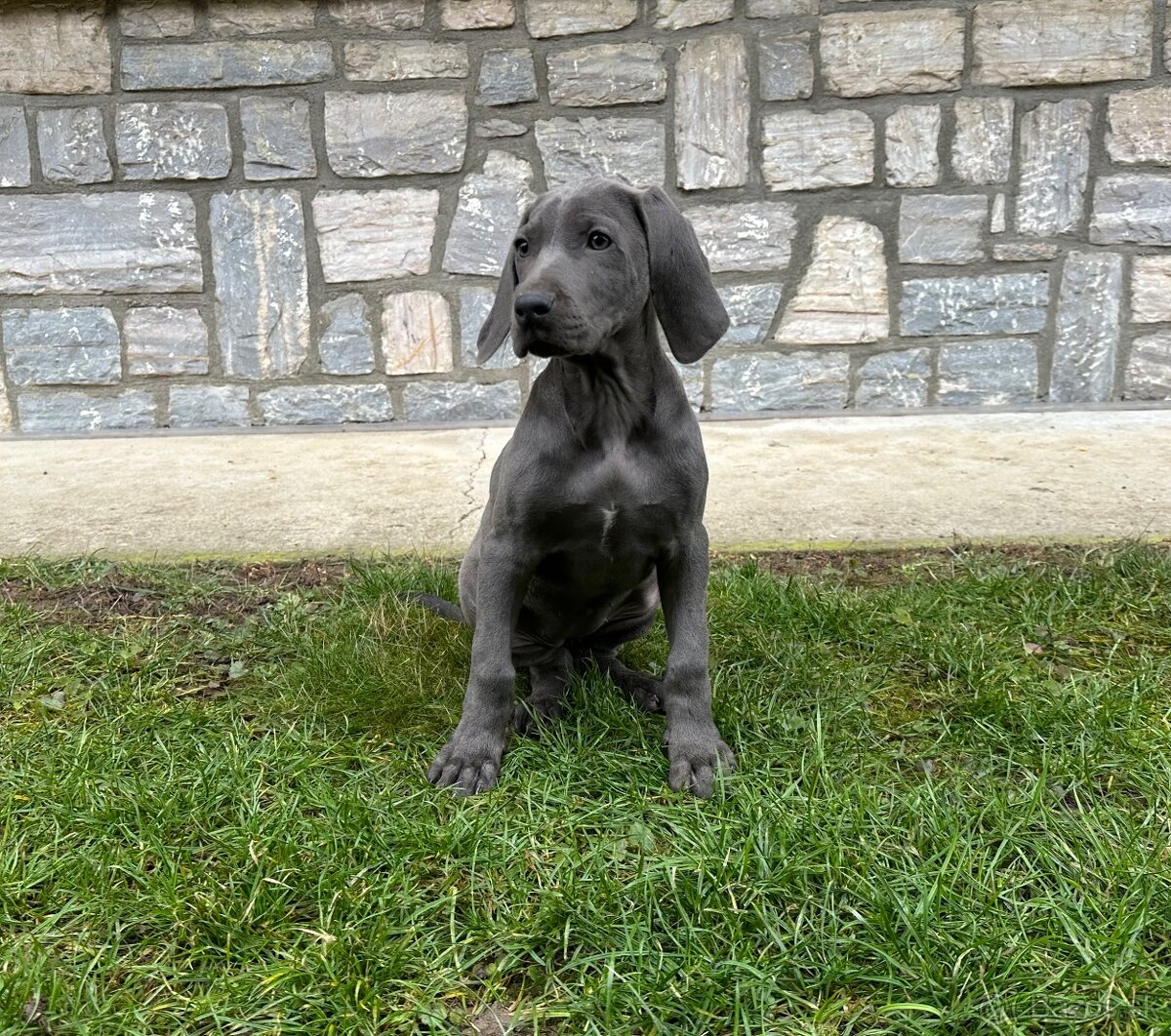 Weimarský stavač šteniatka - 5