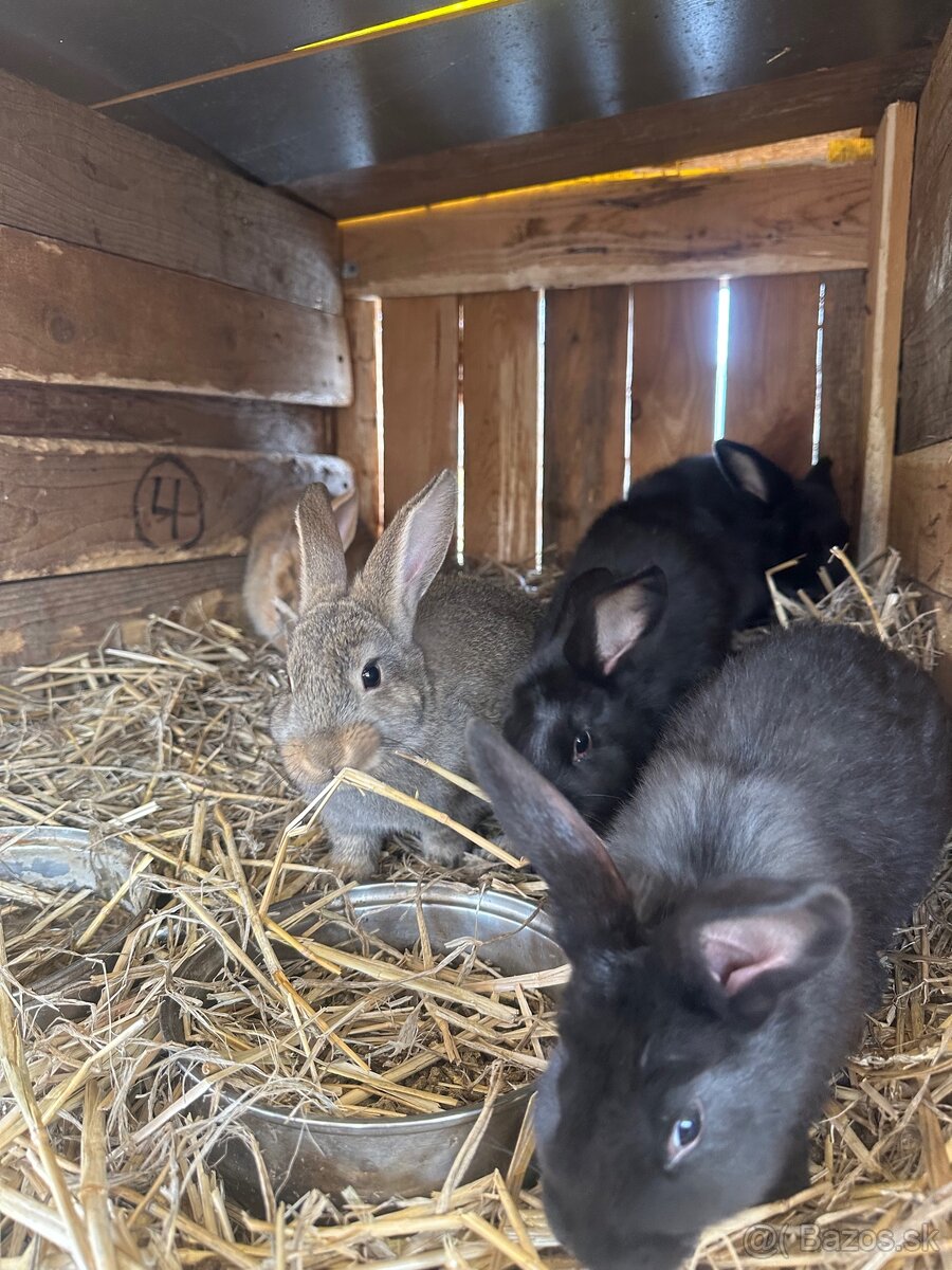 Predám zajace - 5