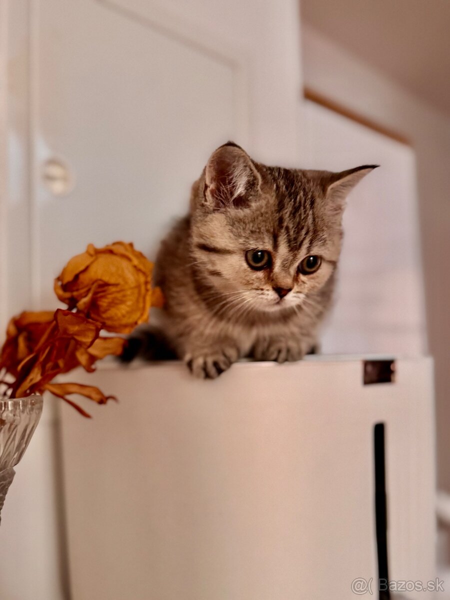 Skotska klapoucha macka s PP, scottish straight s PP - 5