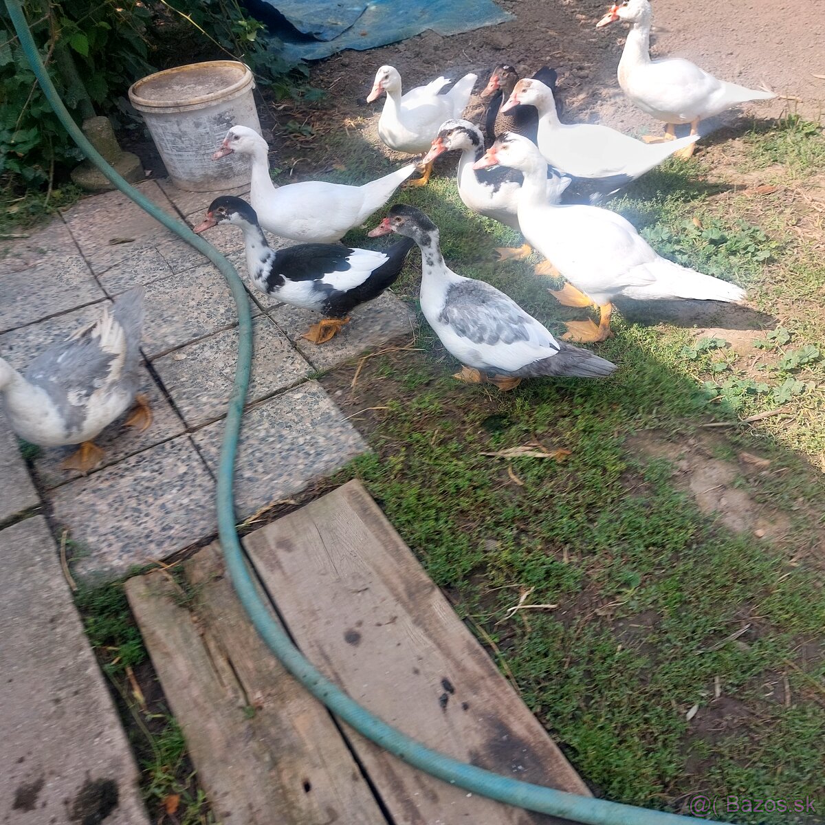 Predám činske kačice 6 mesačné. - 5