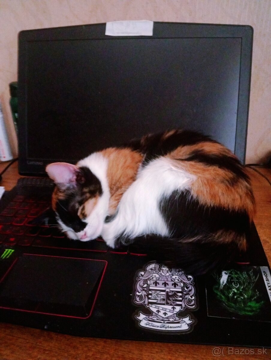 Darujem mačičku - 5