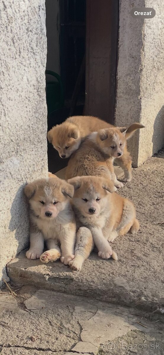 Šteniatka Akity- Inu - 5