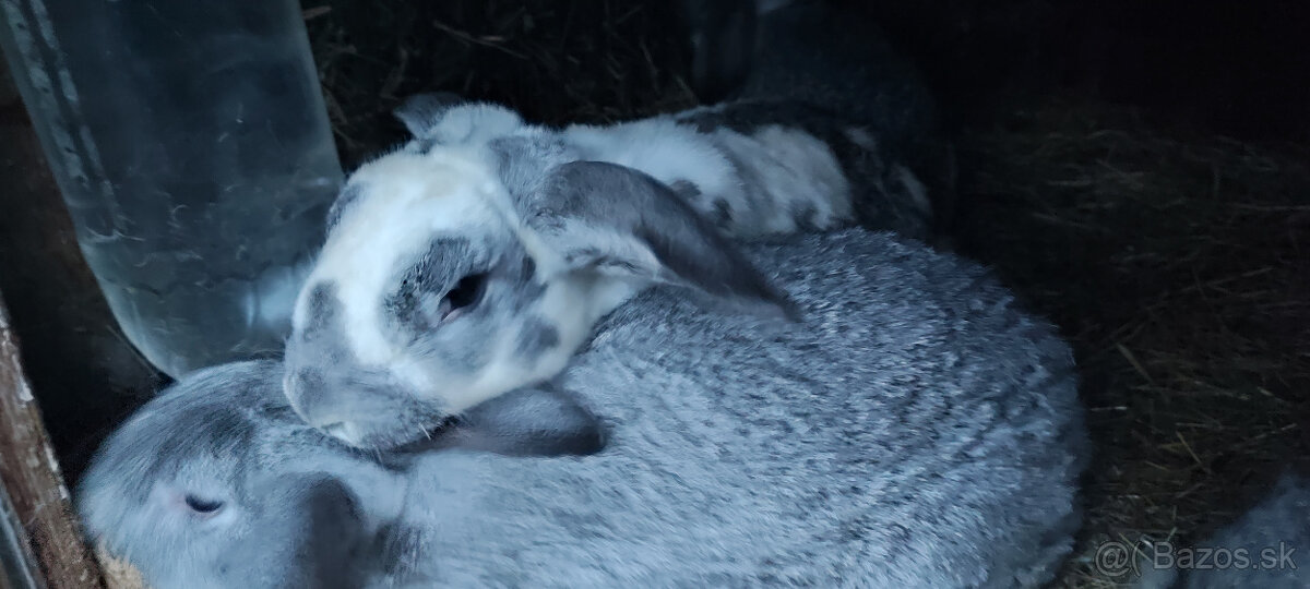 Predám zajacov VS/FB - 5