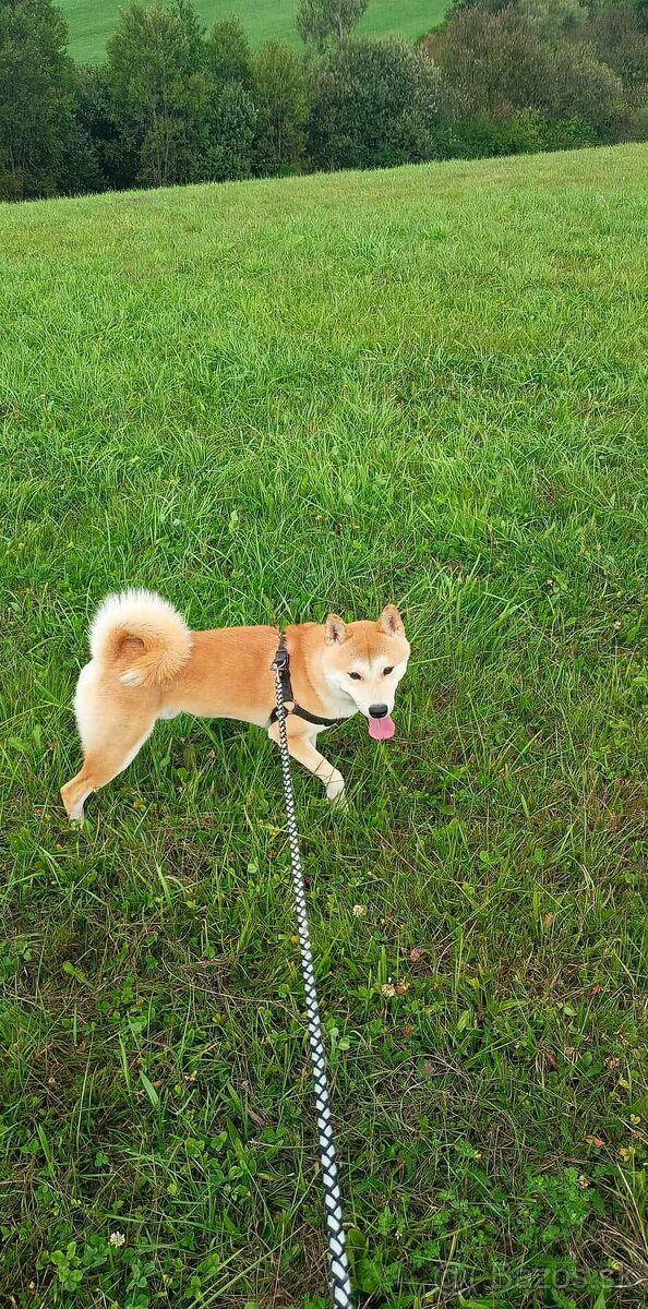 Shiba inu - 5