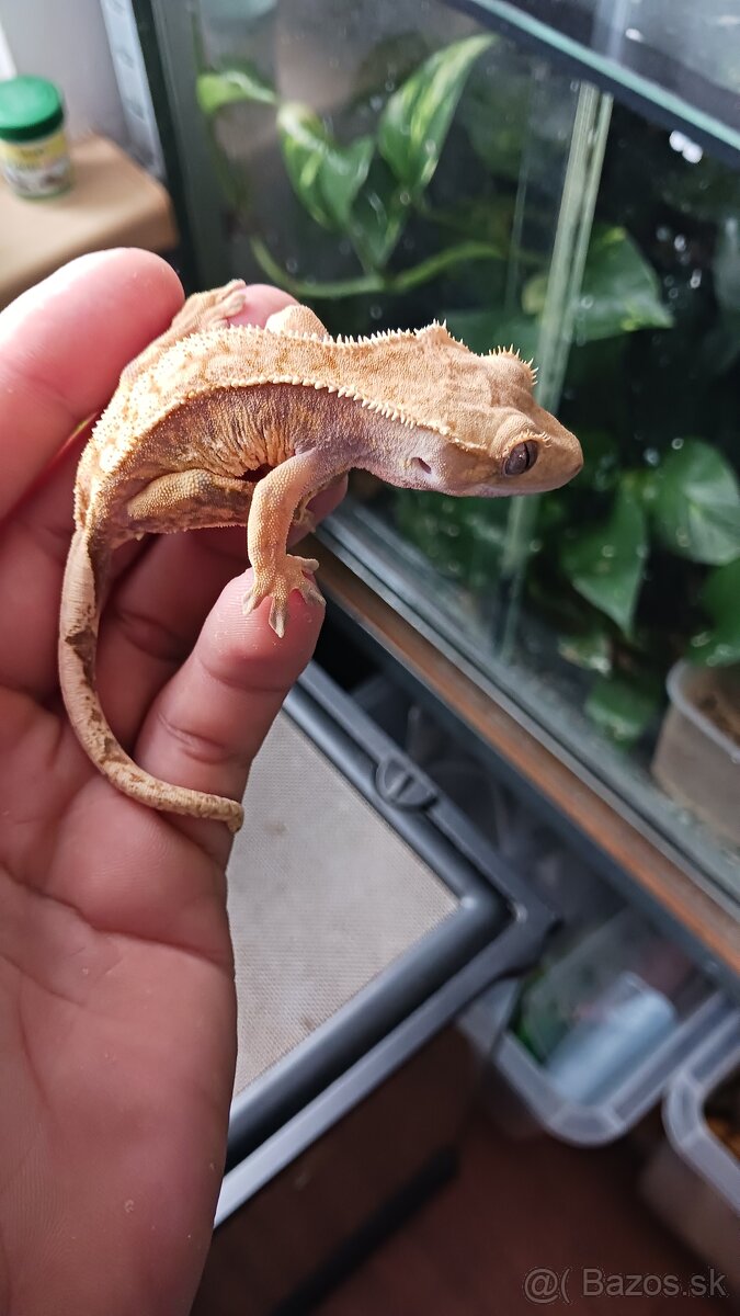 Pagekon riasnaty - 5