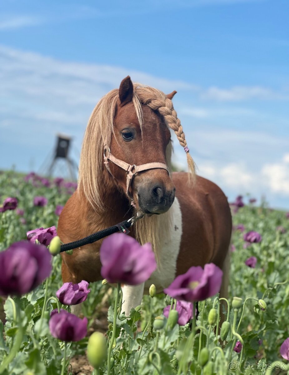 Hřebec mini Shetland pony s PP - 5