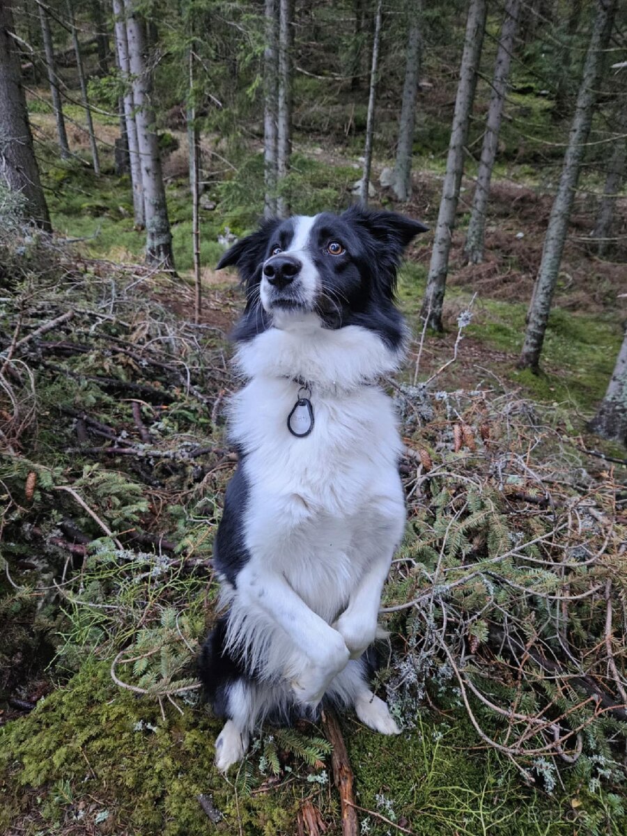 Border kolia na krytie - 5