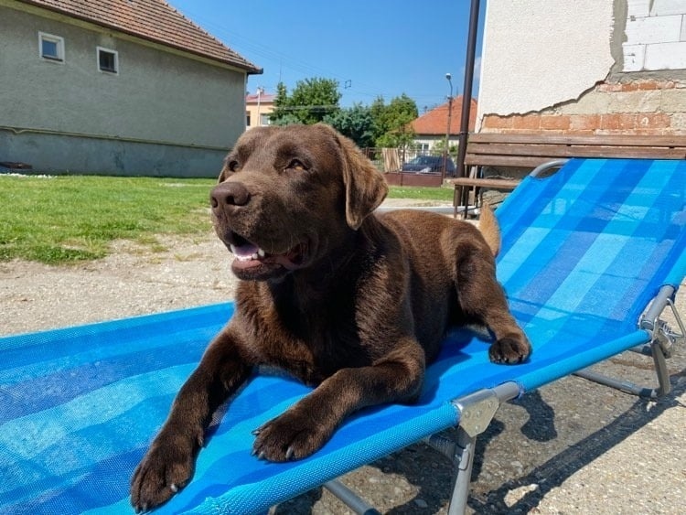 Šteniatka Labrador - čokoládovy - 5