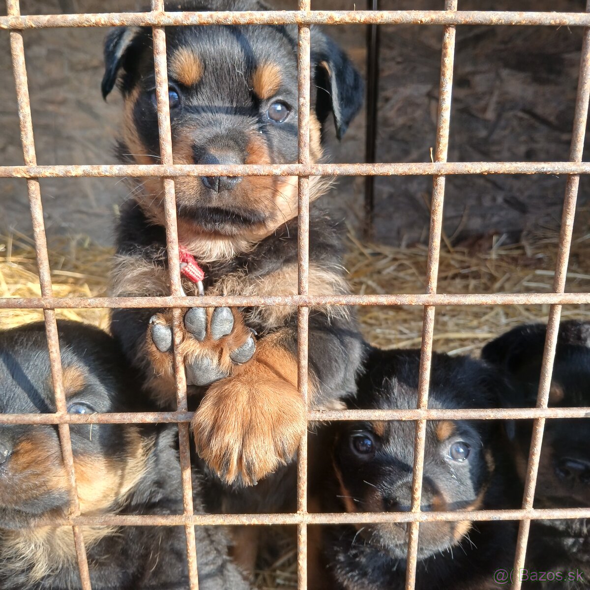 Rotvajler steniaka rodicia pp - 5