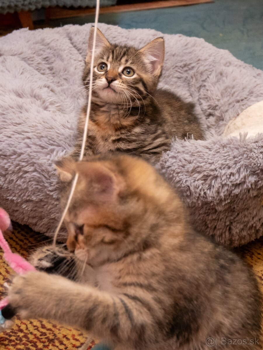 Darujem krásne mačiatka - 5