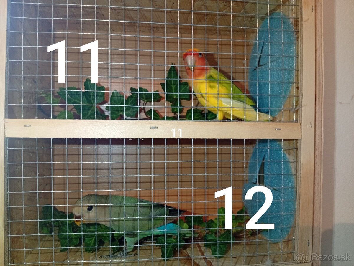 Predám agapornisov ružovohrdlých - 5