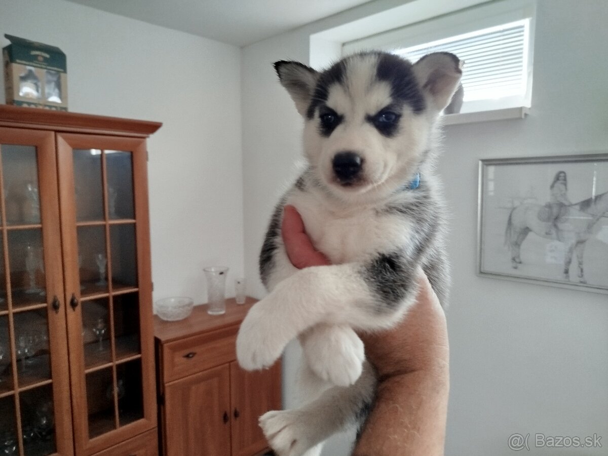 SIBÍRSKY HUSKY - 5