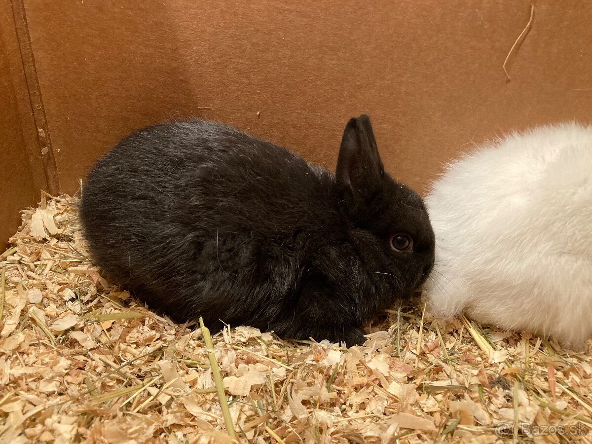 Zakrslý králik, zakrslý zajačik - 5