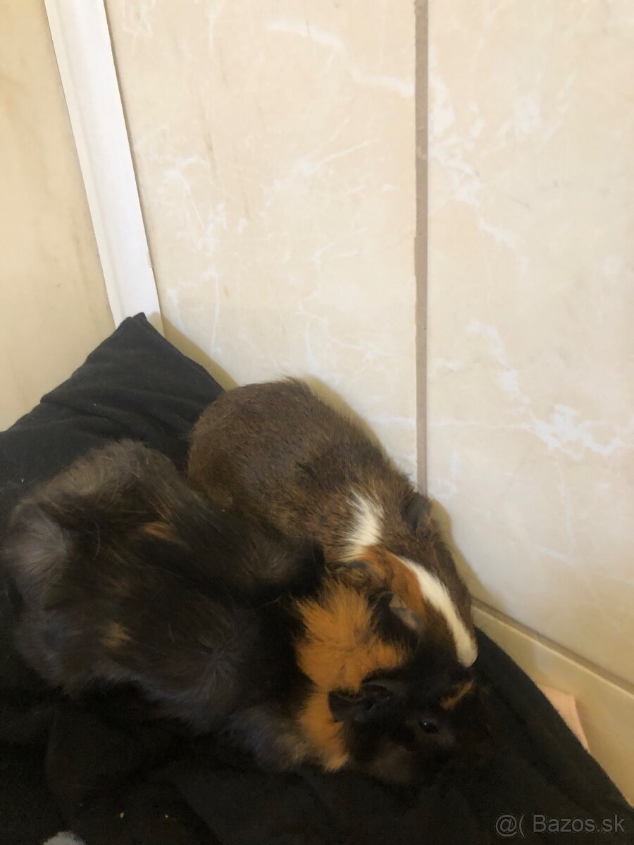 Darujem 2 Morčatka posledné. Odber možný hneď dnes - 5