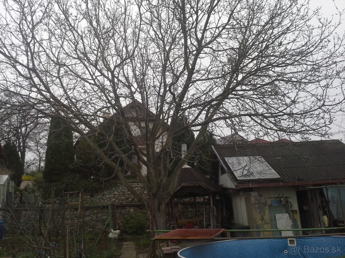 Pílenie stromov, rizikove pílenie - 5