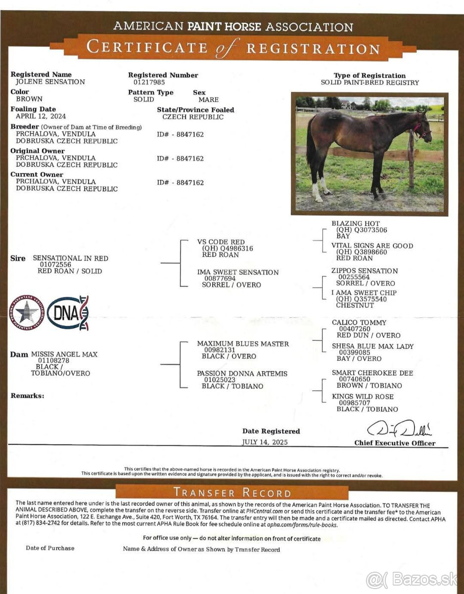 Paint horse klisna All around - 5