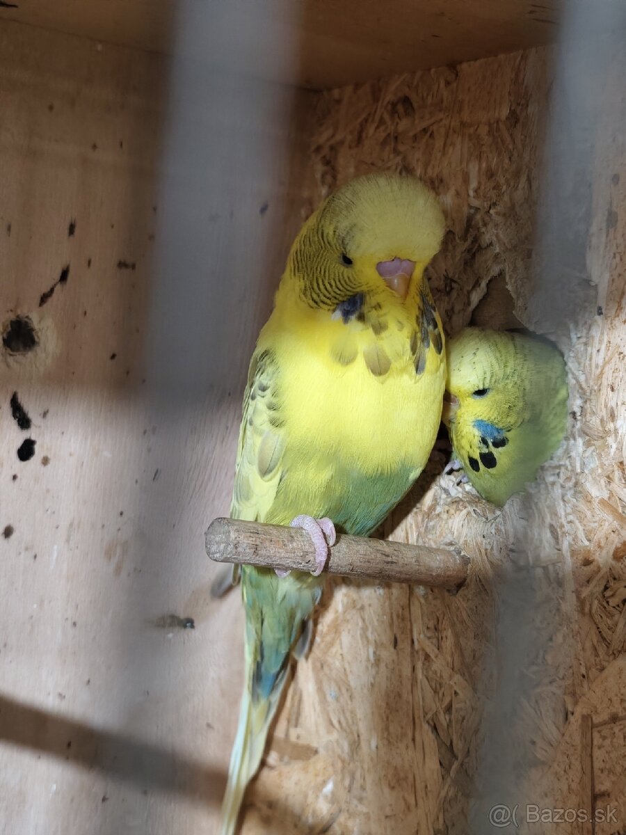 Výstavné andulky celý chov - 5
