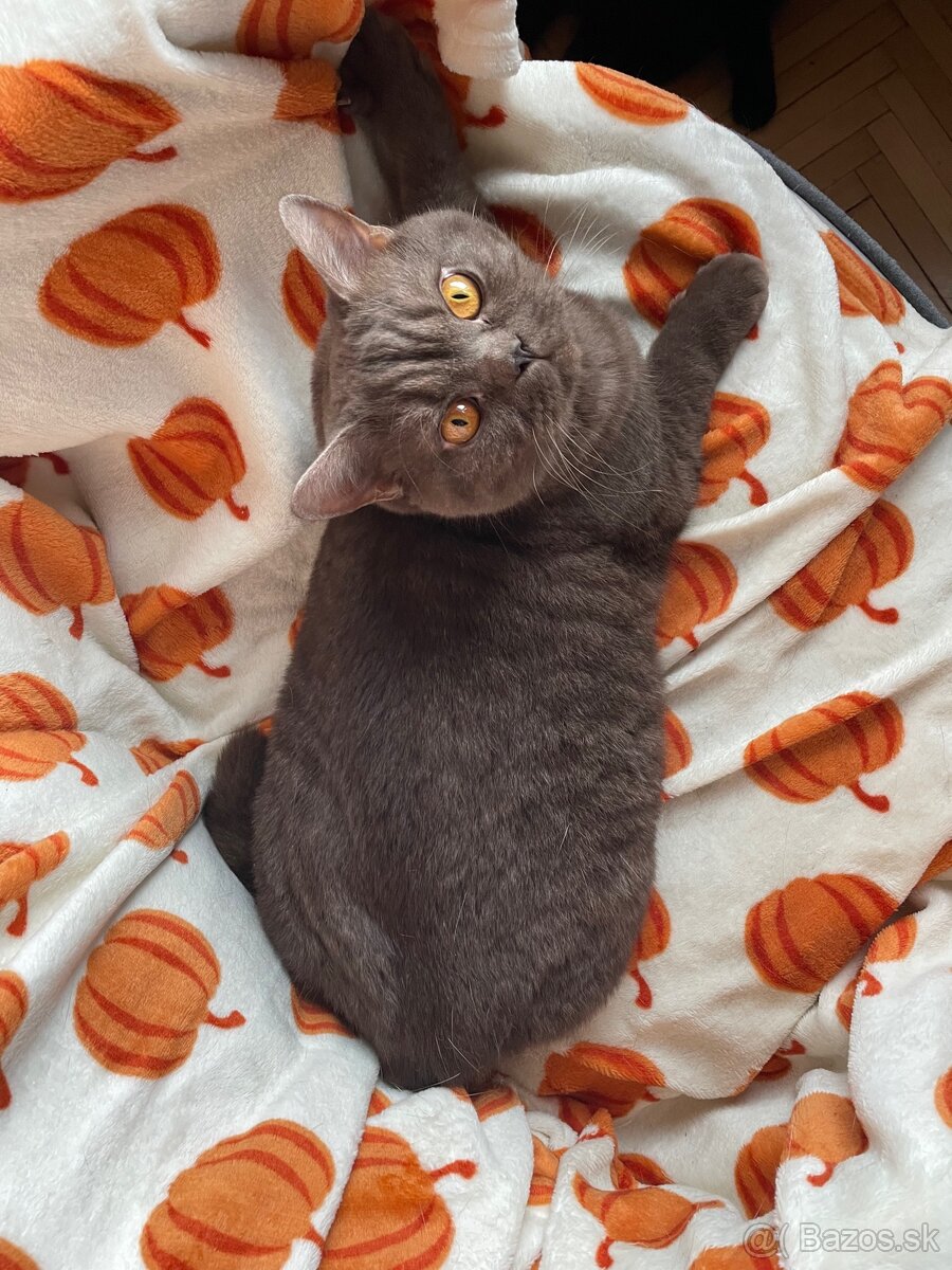 Predám Britských krátkosrstých kocúrikov - 5