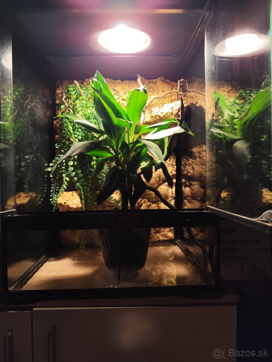 Chameleón jemensky terarium - 5
