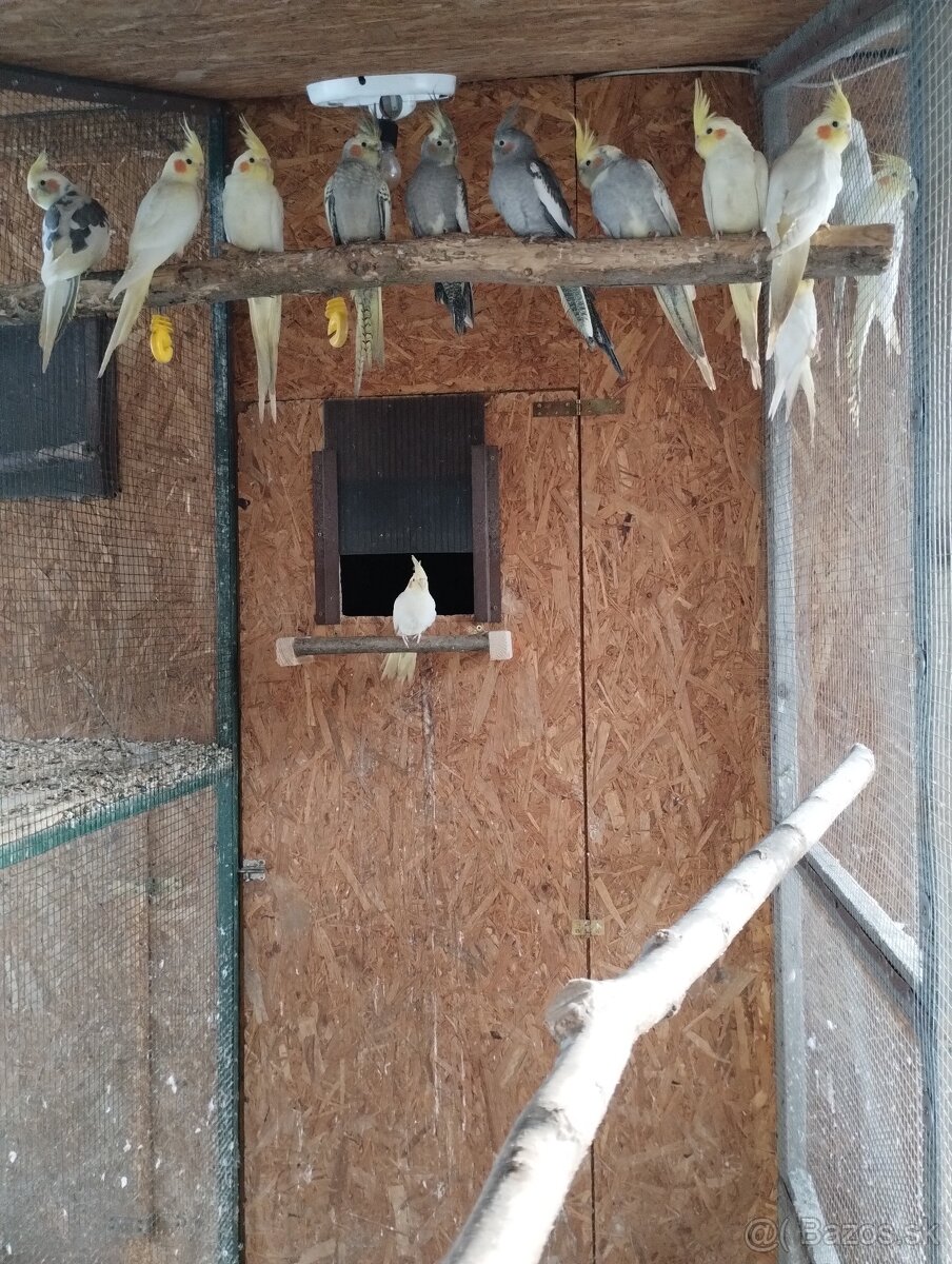 Predám Korely, papagáje - 5