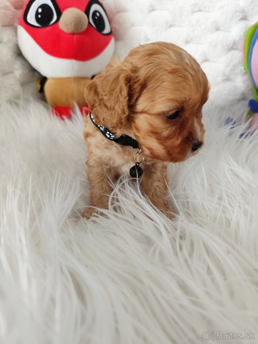 Cavapoo - 5